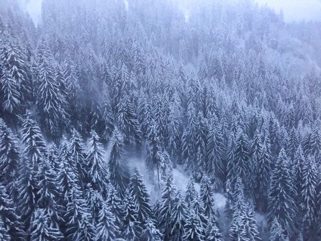 bosque de pinos con los árboles cubiertos de nieve en un día brumoso