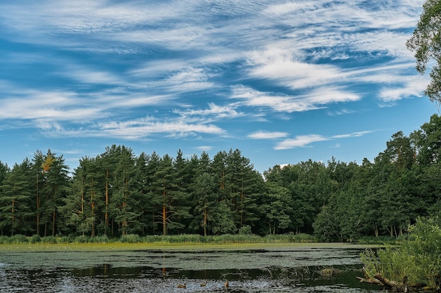 Bosque de pinos, bosque del norte y lago del bosque, cielo azul con nubes de verano, fondo natural, idea de marco horizontal para papel tapiz o pancarta sobre el ecosistema forestal