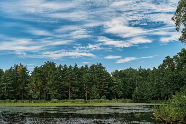 Bosque de pinos, bosque del norte y lago del bosque, cielo azul con nubes de verano, fondo natural, idea de marco horizontal para papel tapiz o pancarta sobre el ecosistema forestal