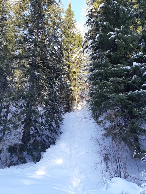 Bosque de pinos cubiertos de nieve en invierno