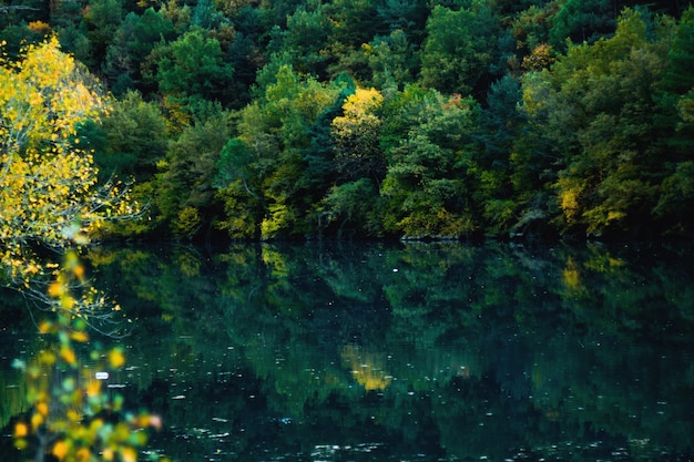Bosque reflejado en el agua