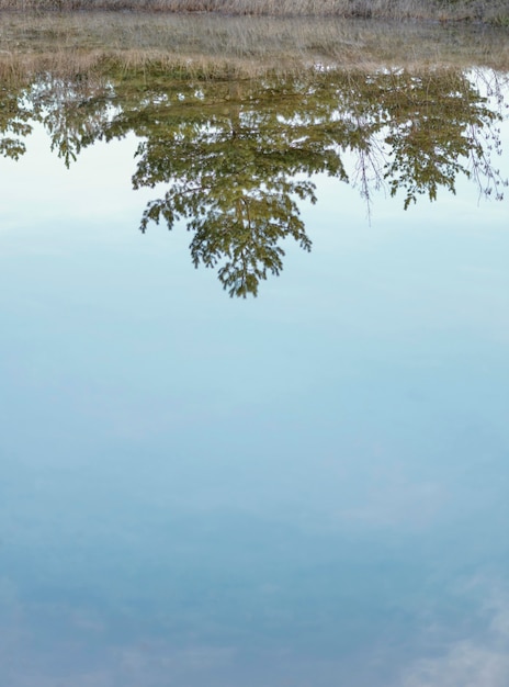 Bosque reflejado en el lago de agua