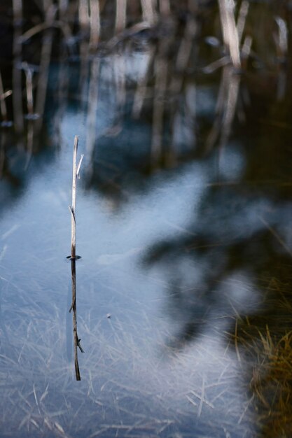 El bosque reflejado en el lago de agua