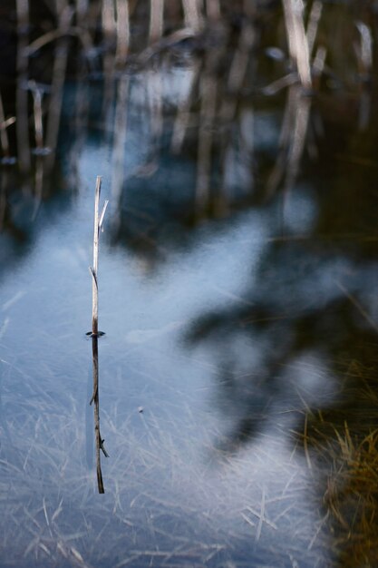 Bosque reflejado en el lago de agua