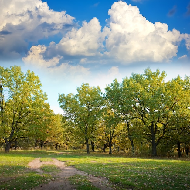 Bosque de robles en otoño