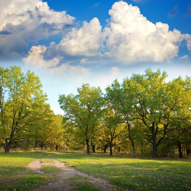 Bosque de robles en otoño