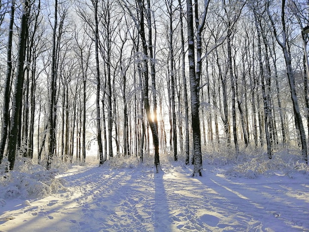 Bosque rodeado de árboles cubiertos de nieve bajo la luz del sol en Larvik en Noruega