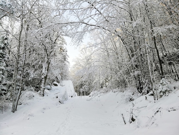 Bosque rodeado de árboles cubiertos de nieve bajo la luz del sol en Larvik en Noruega