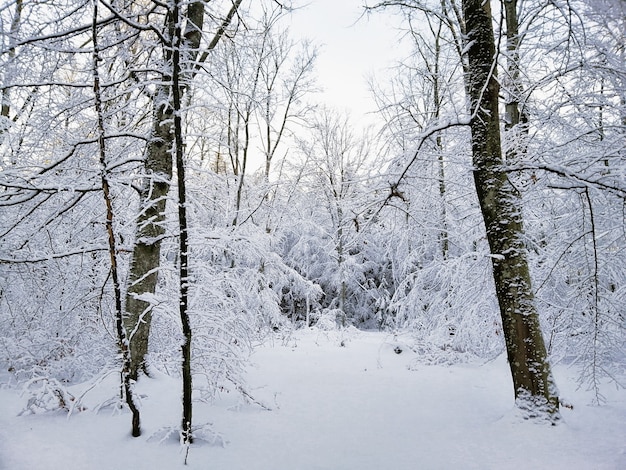 Bosque rodeado de árboles cubiertos de nieve bajo la luz del sol en Larvik en Noruega