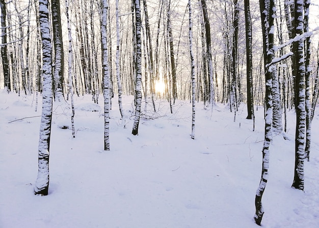 Bosque rodeado de árboles cubiertos de nieve bajo la luz del sol en Larvik en Noruega