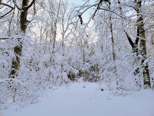 Bosque rodeado de árboles cubiertos de nieve bajo la luz del sol en Larvik en Noruega