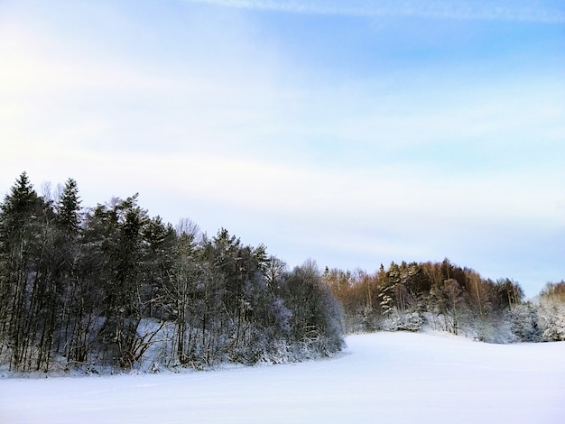 Bosque rodeado de árboles cubiertos de nieve bajo la luz del sol en Larvik en Noruega