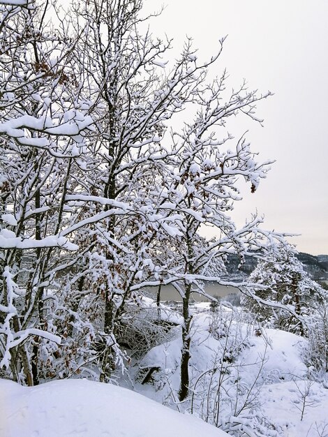 Bosque rodeado de árboles cubiertos de nieve bajo la luz del sol en Larvik en Noruega