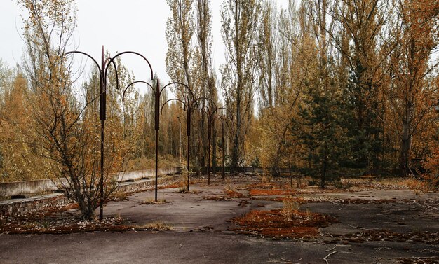 Bosque rojo en la ciudad de Chernobyl Ucrania Abadoned ciudad