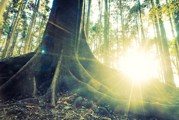 Foto gratuita bosque selvático