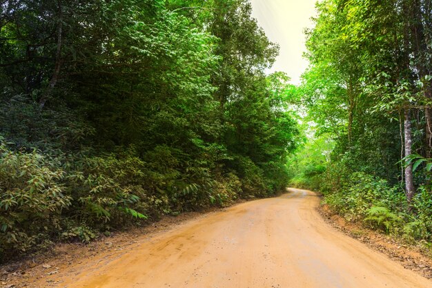 Bosque con un sendero