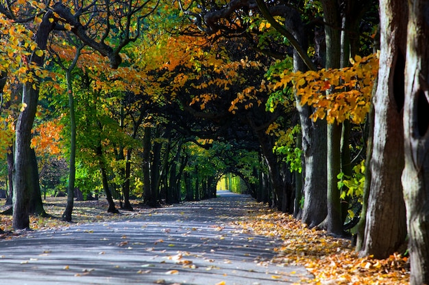 Foto gratuita bosque separado por una carretera