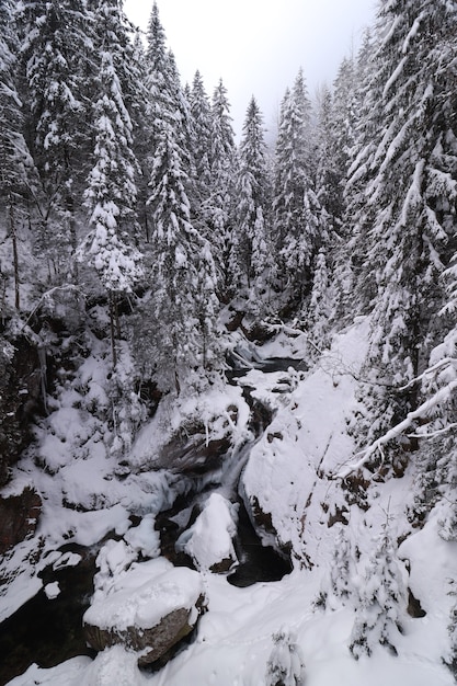 Bosque siempre verde y algunas rocas en invierno, todo cubierto de nieve.