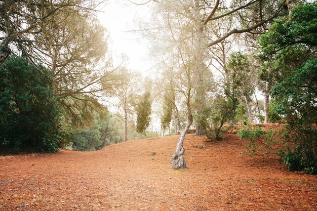 Bosque con sol brillando por los arboles