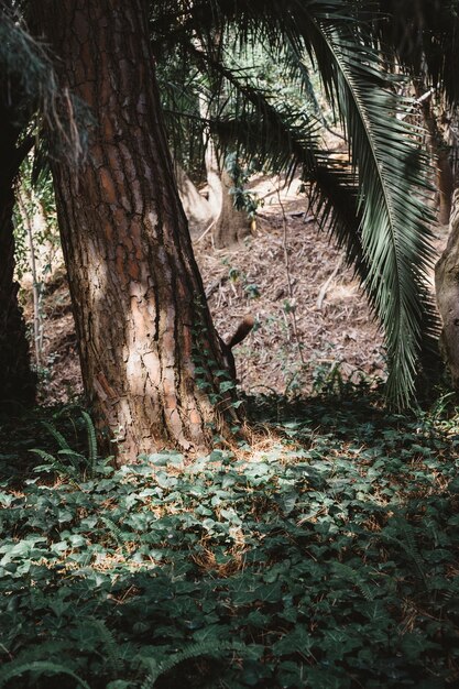 Bosque con sol brillando contra árbol