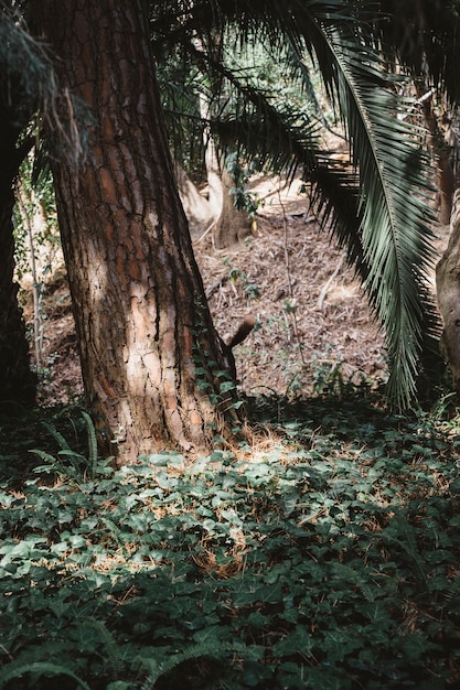 Bosque con sol brillando contra árbol