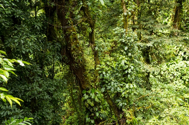 Bosque tropical de costa rica en clima lluvioso