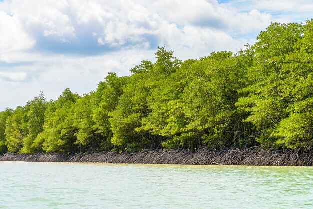 Bosque tropical hermoso del mangle en Tailandia