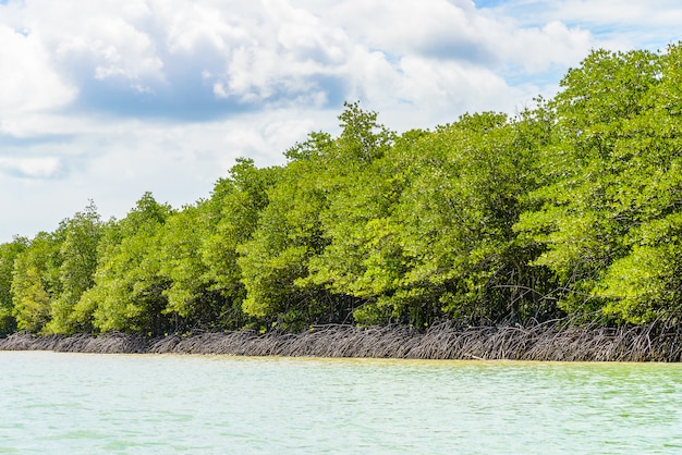 Bosque tropical hermoso del mangle en Tailandia