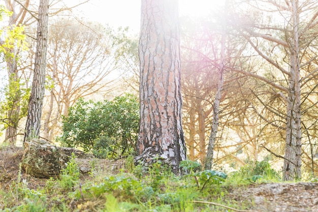 Bosque de verano en sol de día