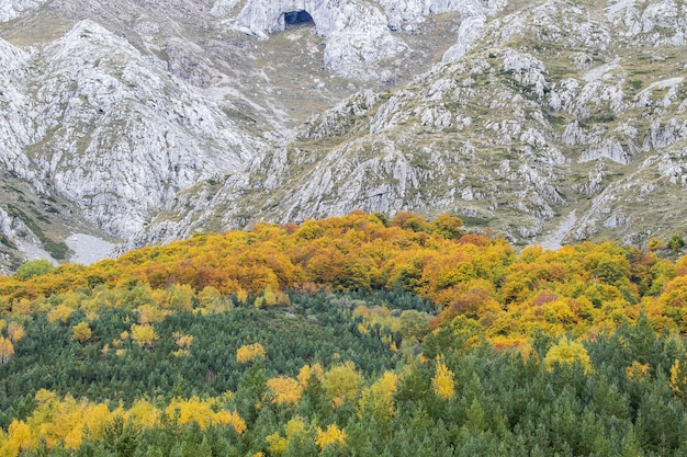 Foto gratuita bosque verde y amarillo frente a las montañas