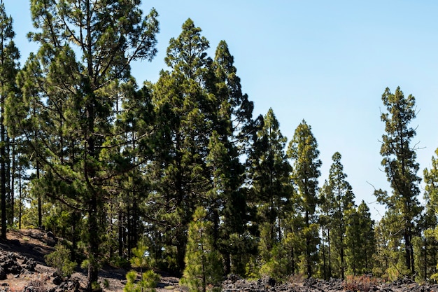 Bosque verde con cielo despejado