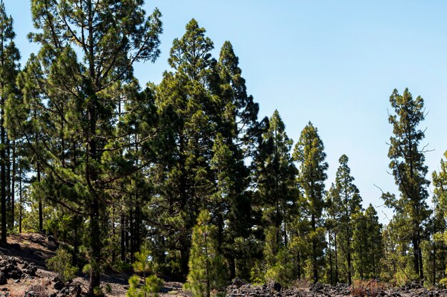 Bosque verde con cielo despejado