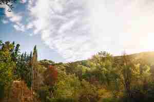 Foto gratuita bosque verde en un día bonito