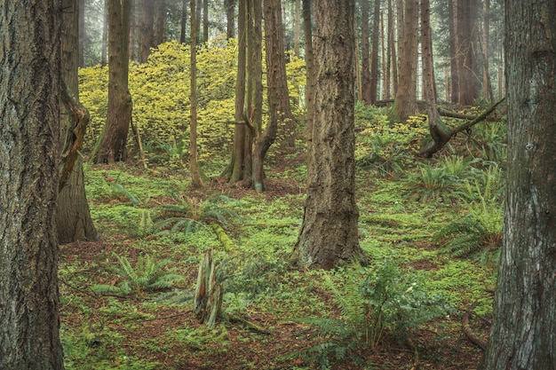 bosque verde con grandes árboles