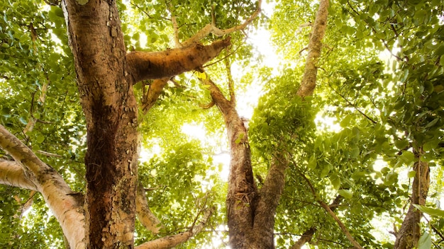 Bosque verde con la luz del sol