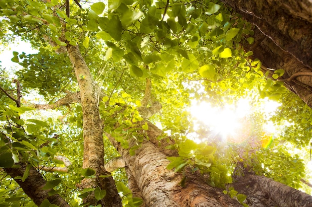 Foto gratuita bosque verde con la luz del sol