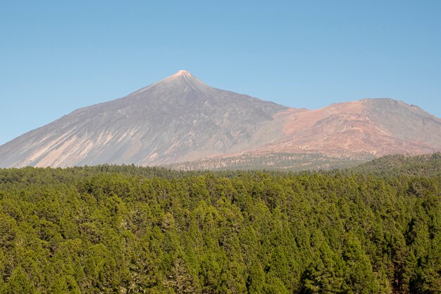 Bosque verde con montaña en cielo azul