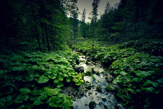 Bosque verde oscuro y río.