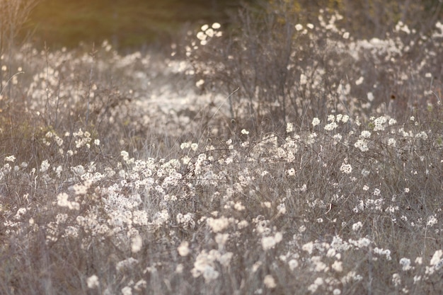 Foto gratuita bosque de vida silvestre capturado a la luz del día