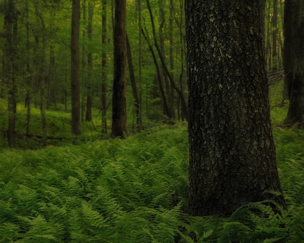 Foto gratuita en el bosque