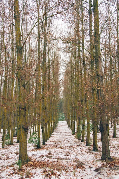 Foto gratuita bosque