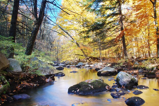 Bosques de otoño con arroyo