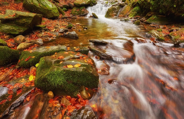 Bosques de otoño con follaje de árboles amarillos y rocas en el bosque