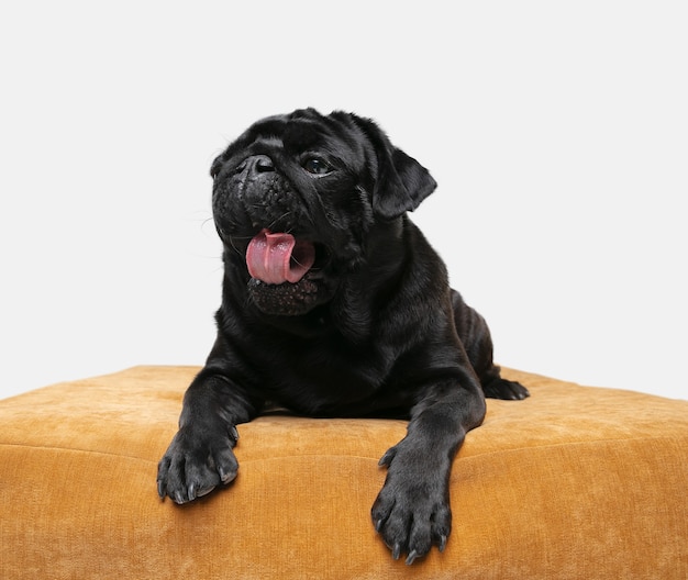 Bostezo de perro Pug aislado en asiento beige