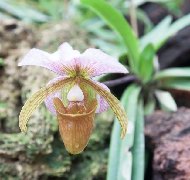 Botánica flor silvestre planta naturaleza zapatilla