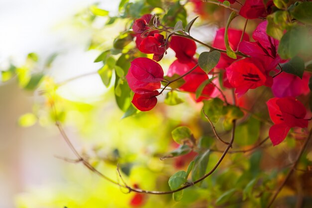 Bougainvillea glabra planta