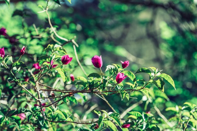 Bougainvillea planta en la naturaleza