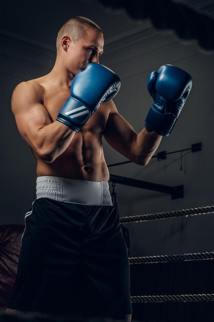 El boxeador enfocado brutalmente está parado en el ring usando guantes de boxeo mientras posa para el fotógrafo.