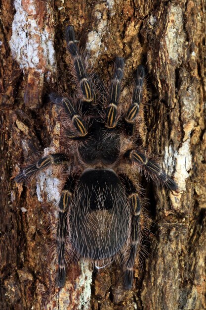 Bracyphelma auratum tarantula sobre madera Bracyphelma auratum