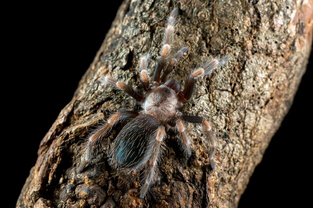 Bracyphelma auratum tarántula sobre madera